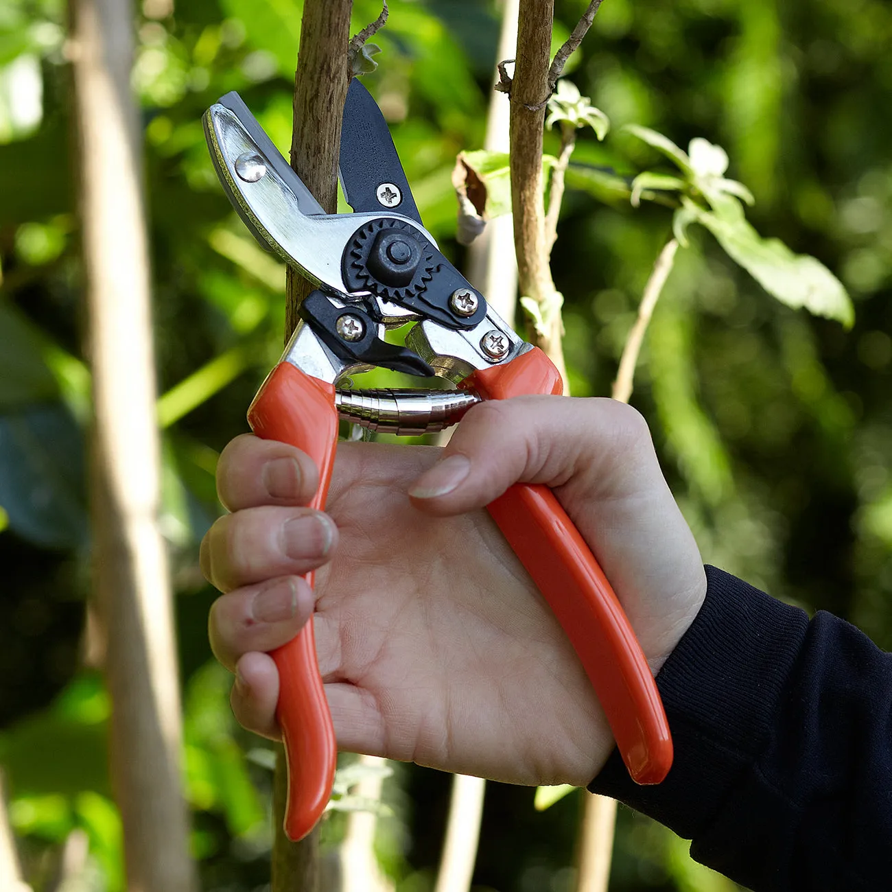 Anvil Secateur - RHS Endorsed