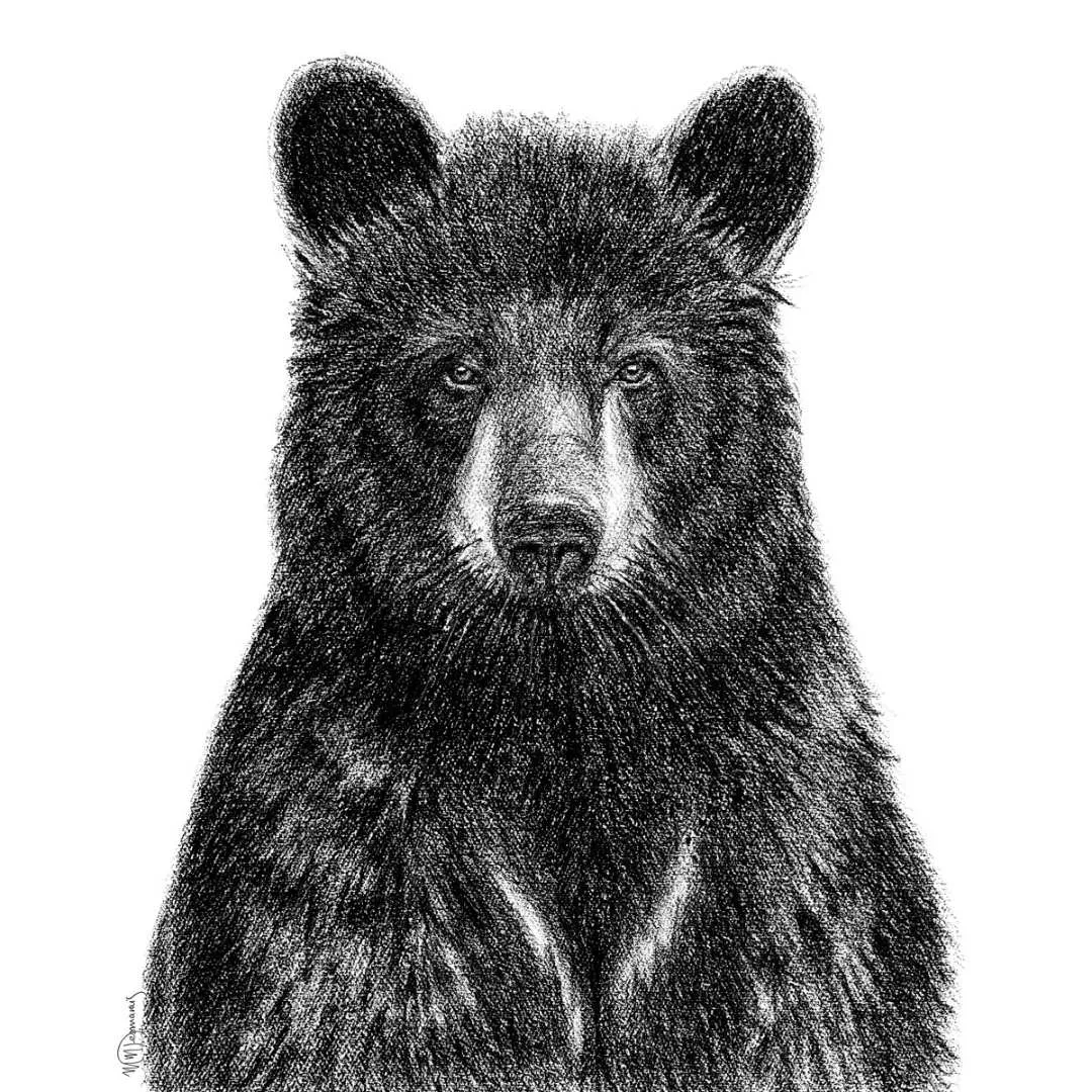 Black Bear Portrait